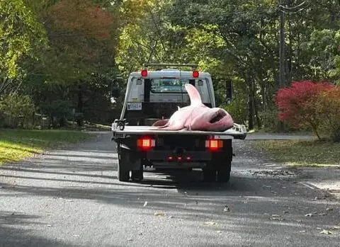 Tow truck hauls away massive shark that washed ashore Cape Cod beach