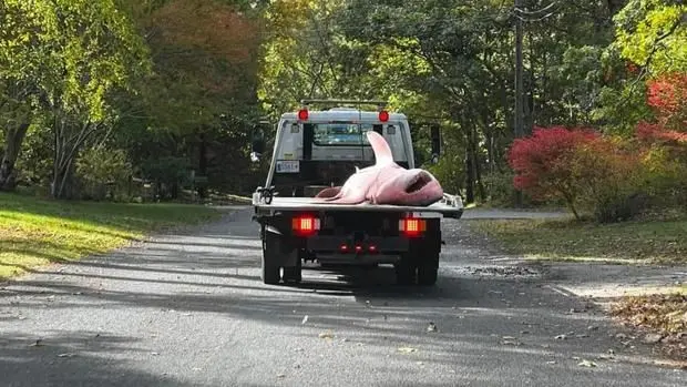 Tow truck hauls away massive shark that washed ashore Cape Cod beach