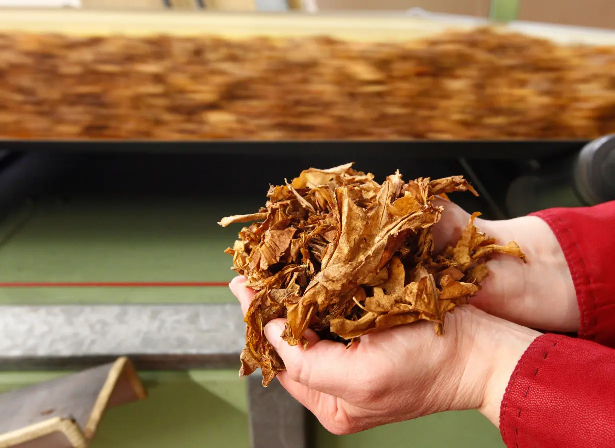 A employee holds tobacco leaves during cigarettes manufacturing process in the British American Tobacco Cigarette Factory (BAT) in Bayreuth