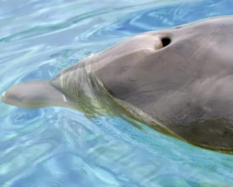 Microplastic pollution is everywhere, even in the exhaled breath of dolphins – new research