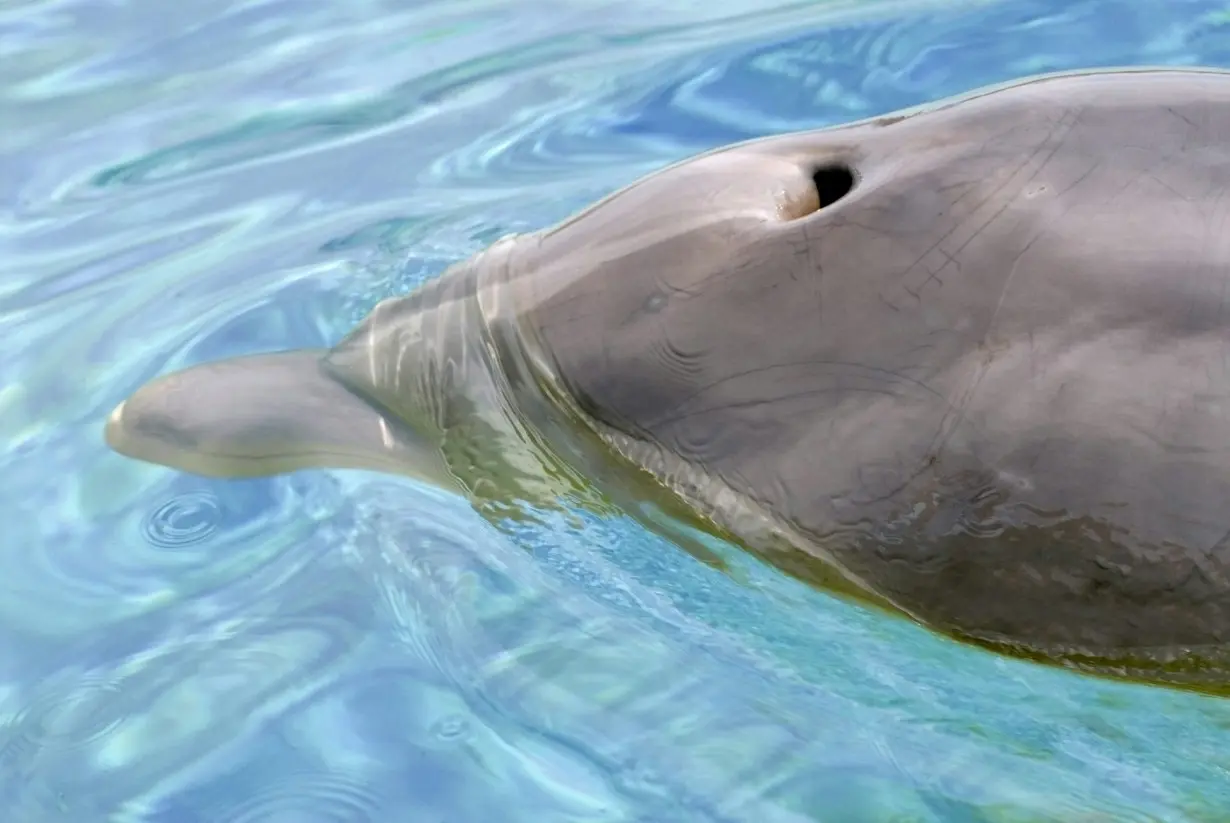 Microplastic pollution is everywhere, even in the exhaled breath of dolphins – new research