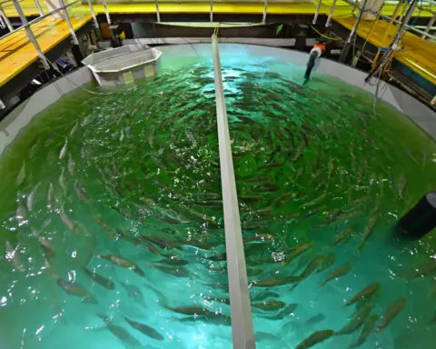 Aquaculture could harm animal welfare or protect it, depending on what species the farms raise