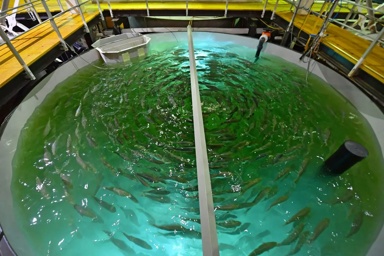 Aquaculture could harm animal welfare or protect it, depending on what species the farms raise