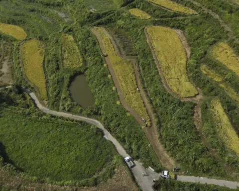 Aging farmers face extreme temperatures as they struggle to maintain Japan's rice crop