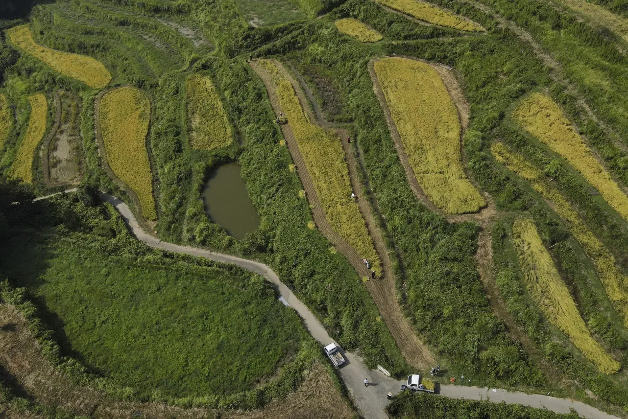 Japan Rice Farmers Climate Change