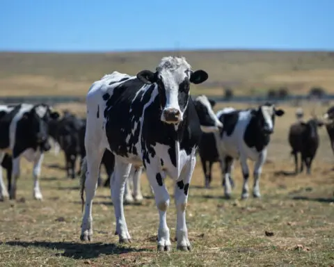 Australia cashes in on beef exports as US cattle herd shrinks