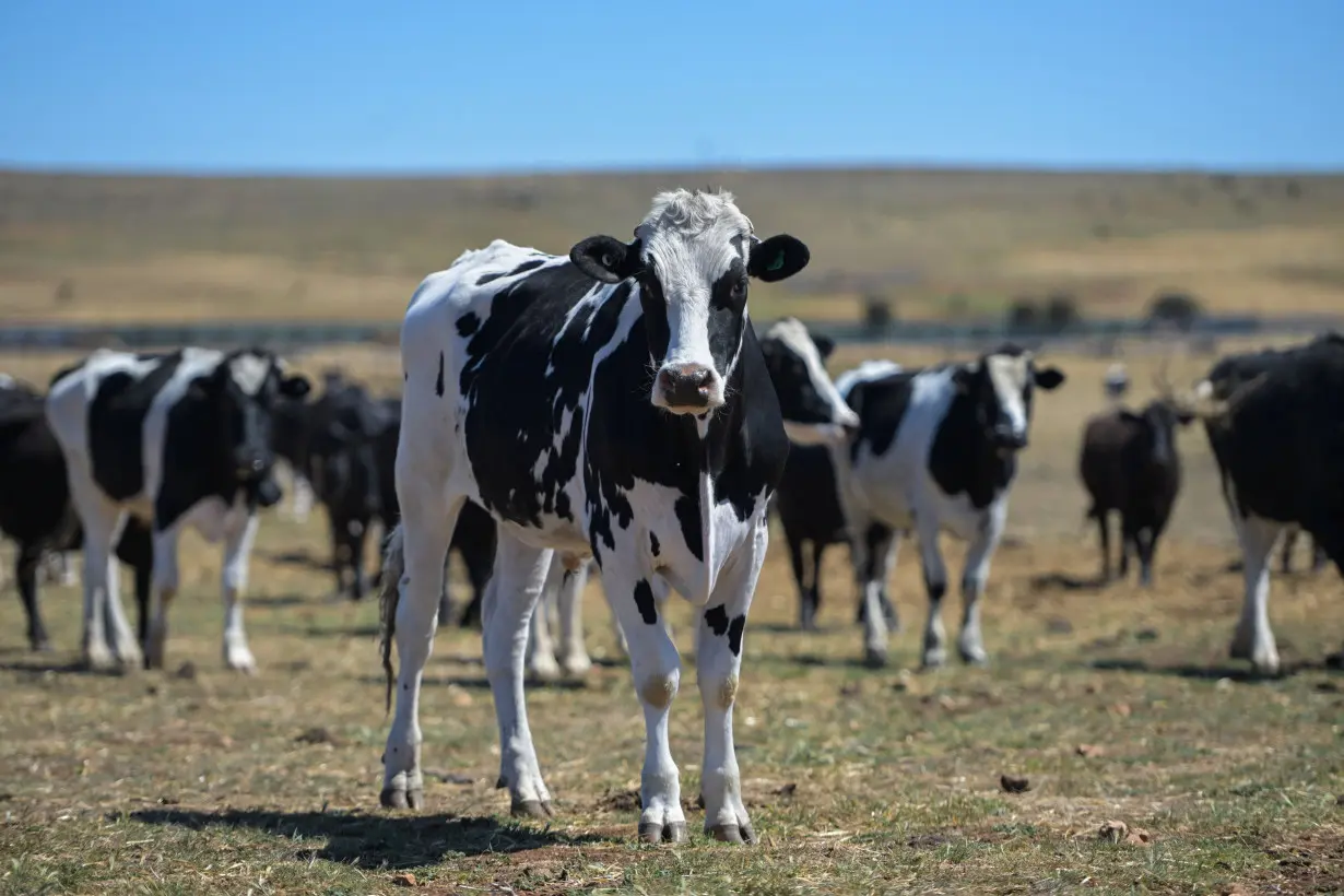 Cattle in holding yards at the Monbeef abattoir in Cooma