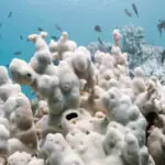 Global coral bleaching event expands, now the largest on record