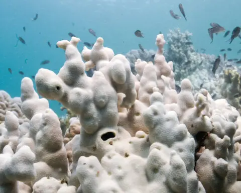 Global coral bleaching event expands, now the largest on record