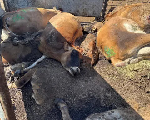 Cows dead from bird flu rot in California as heat bakes dairy farms