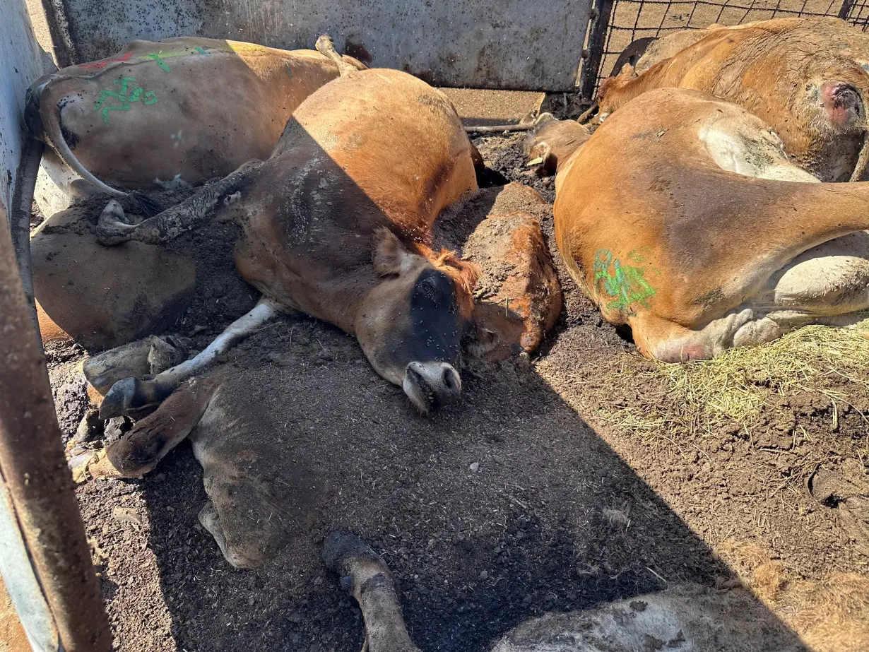 Cows that died after being infected with bird flu await pickup from delayed rendering trucks in Tulare County