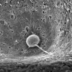 Scientists show how sperm and egg come together like a key in a lock at the beginning of life