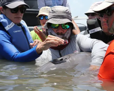 Wild dolphins off US Southeast coast found with microplastics in their breath, study says