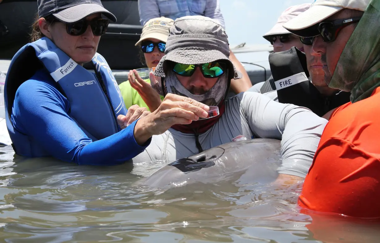 Scientists find first evidence that dolphins are inhaling microplastics, according to a new study