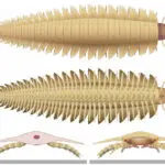 300 million-year-old fossils finally reveal the head of a giant millipede-like creature