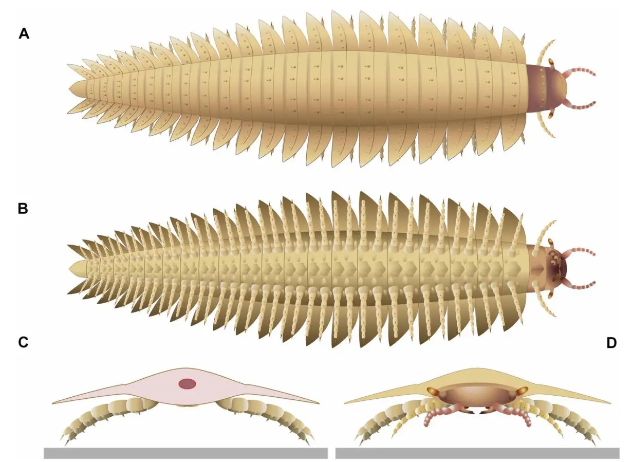 300 million-year-old fossils finally reveal the head of a giant millipede-like creature