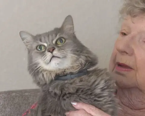 Pet owner reunited with 3 cats after home hit by Florida tornado