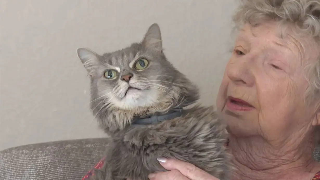 Pet owner reunited with 3 cats after home hit by Florida tornado