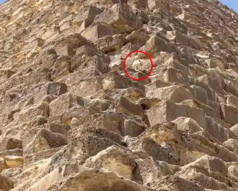 Dog spotted hanging out on top of ancient pyramid in Egypt