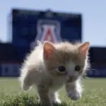 U of A Wildcats students find and foster two wild cats from baseball field