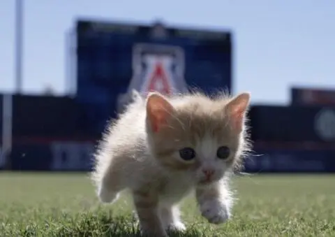 U of A Wildcats students find and foster two wild cats from baseball field