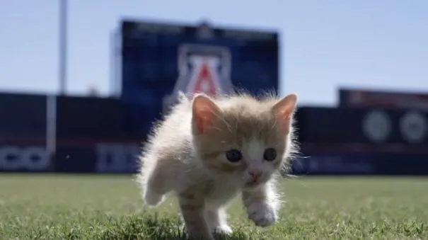 U of A Wildcats students find and foster two wild cats from baseball field