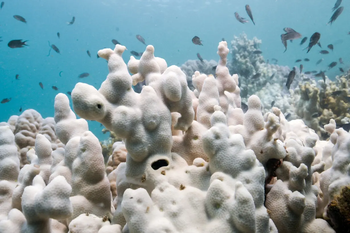 FILE PHOTO: Thailand's corals bleaching at fast pace amid rising global temperature