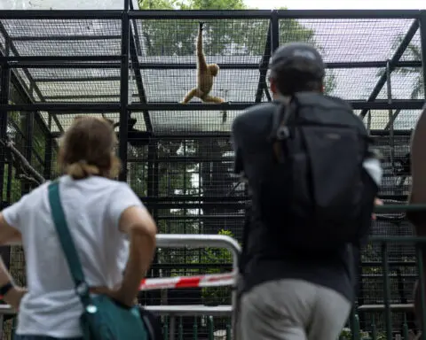 Hong Kong authorities say soil infection killed monkeys, as 11th dies