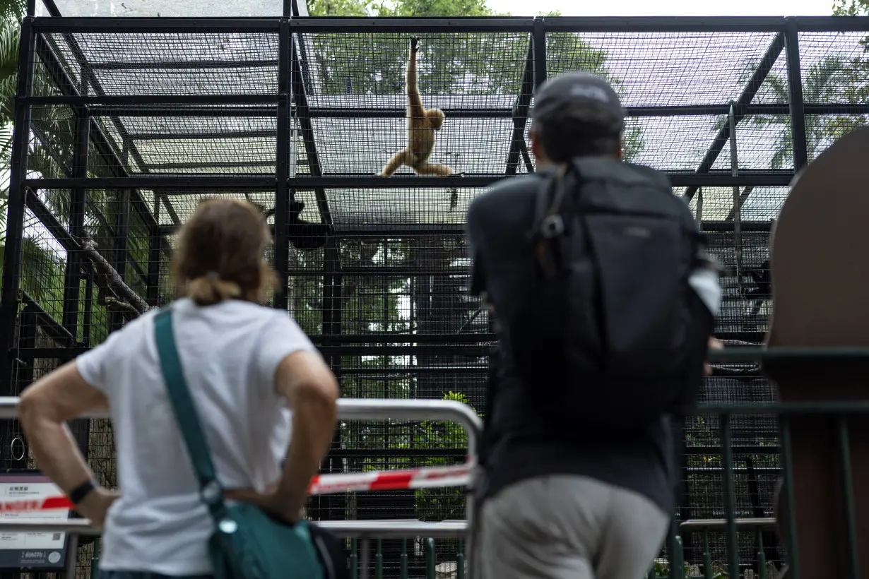 Visitors look at a buff-cheeked gibbon at Hong Kong Zoological and Botanical Gardens after 11 monkeys died of sepsis following melioidosis infection in the past week, in Hong Kong