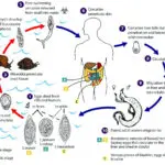 Tracking vampire worms with machine learning − using AI to diagnose schistosomiasis before the parasites causing it hatch in your blood