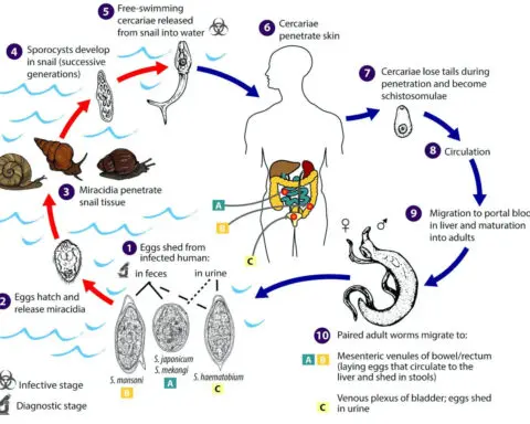 Tracking vampire worms with machine learning − using AI to diagnose schistosomiasis before the parasites causing it hatch in your blood