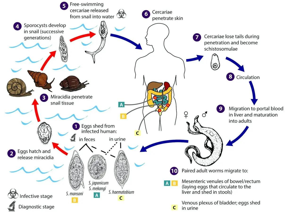 Tracking vampire worms with machine learning − using AI to diagnose schistosomiasis before the parasites causing it hatch in your blood