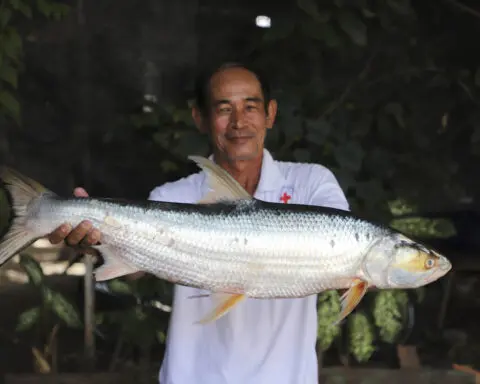 Giant fish thought to be extinct is spotted in the Mekong River