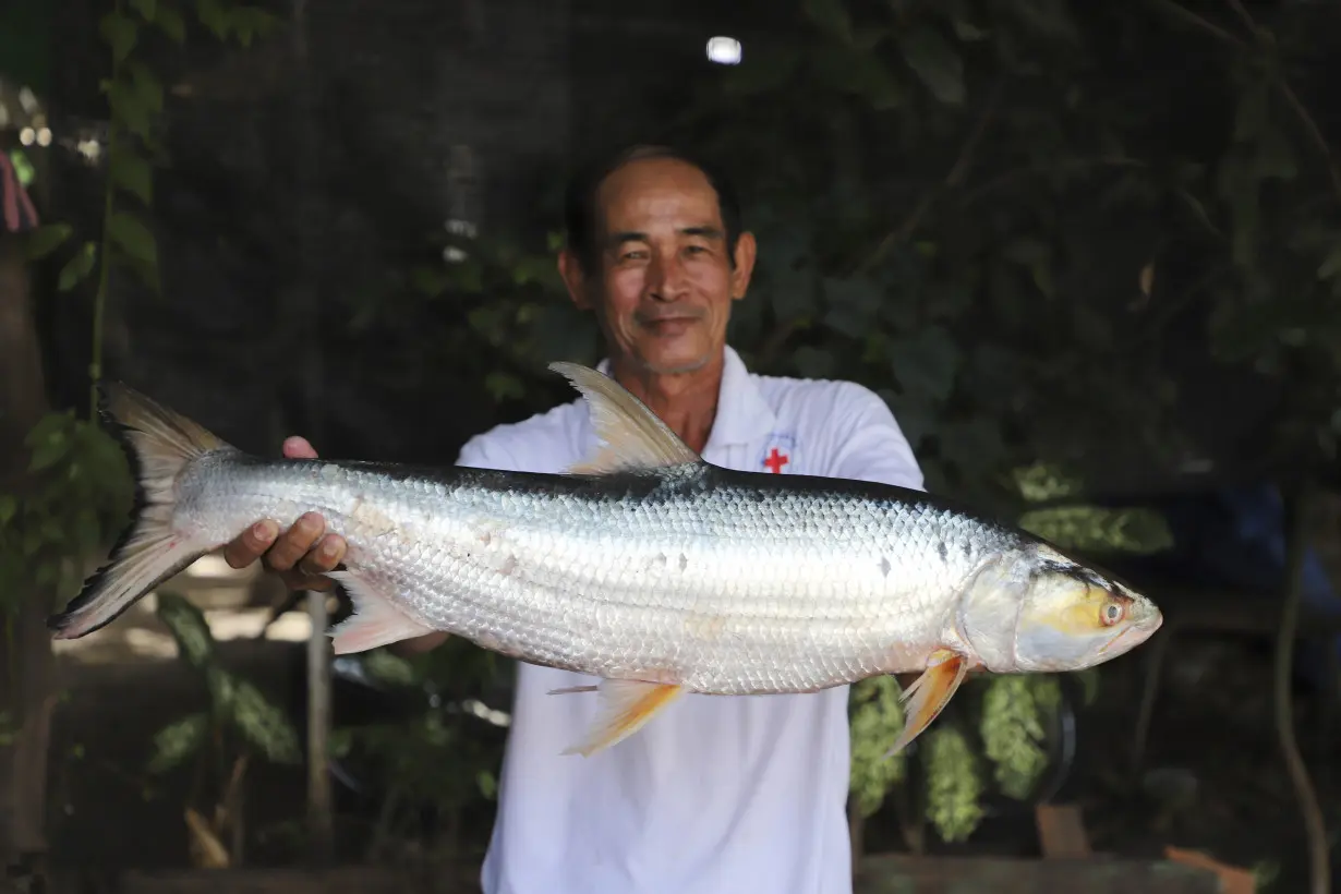 Mekong Ghost Fish