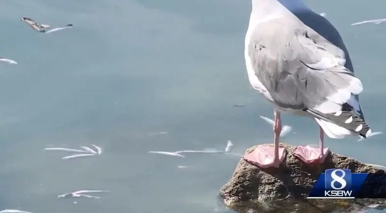 Dead anchovies fill Santa Cruz Harbor