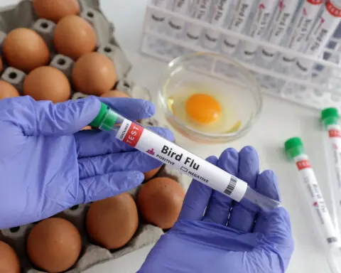 Slovakia reports bird flu outbreak on farm, WOAH says