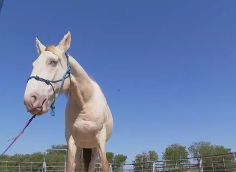 Parker County nonprofit offers second chances to abused, neglected horses