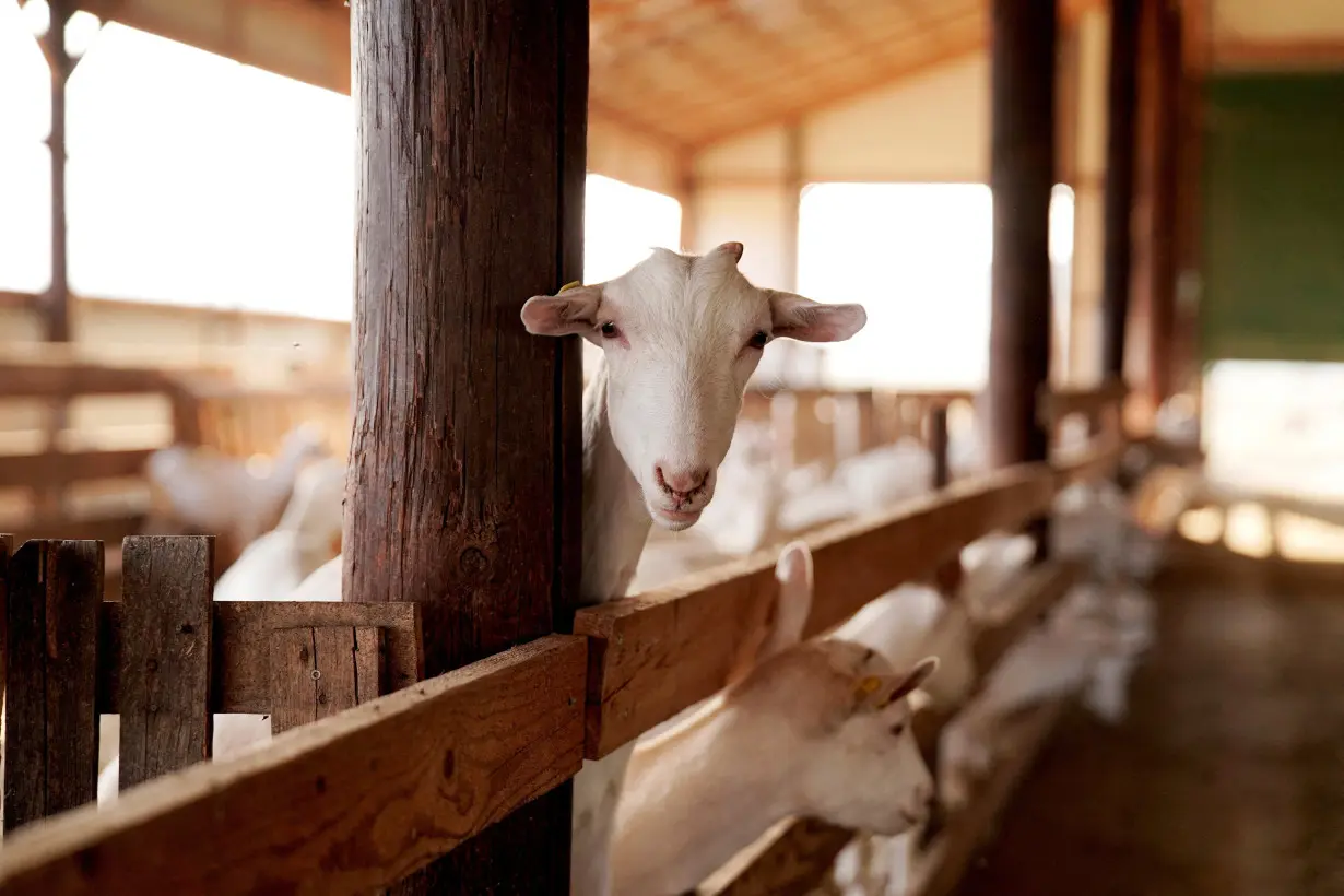 FILE PHOTO: A goat stands inside a goat farm