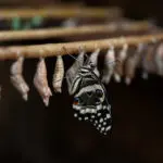 Climate change a worry for Greece's hungry butterflies