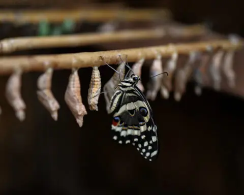 Climate change a worry for Greece's hungry butterflies