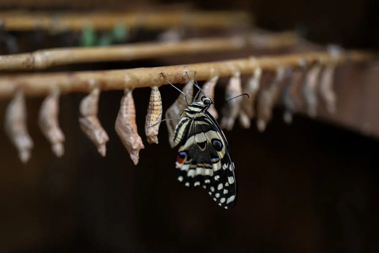 Warming temperatures could make butterflies in Greece change size