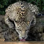 Caiman-eating jaguars survive fires in Brazil's Pantanal wetlands