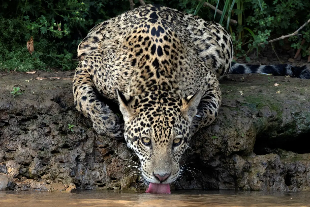 Caiman-eating jaguars survive fires in Brazil's Pantanal wetlands