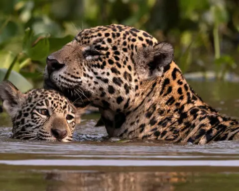 Caiman-eating jaguars survive fires in Brazil's Pantanal wetlands