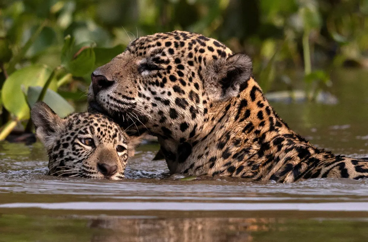 Caiman-eating jaguars survive fires in Brazil's Pantanal wetlands