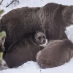 Grand Teton grizzly bear that delighted visitors for decades is killed by vehicle in Wyoming