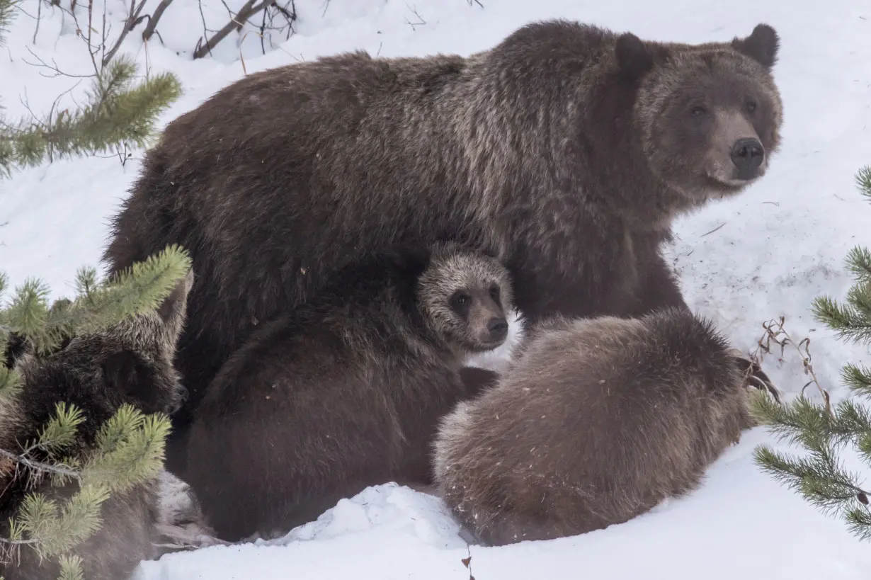 Famous Grizzly Killed