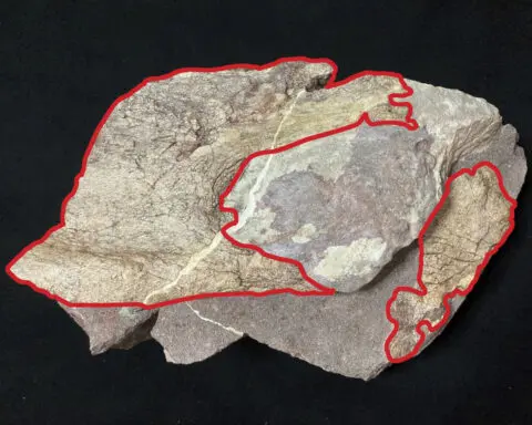 Hong Kong discovers dinosaur fossils for the first time