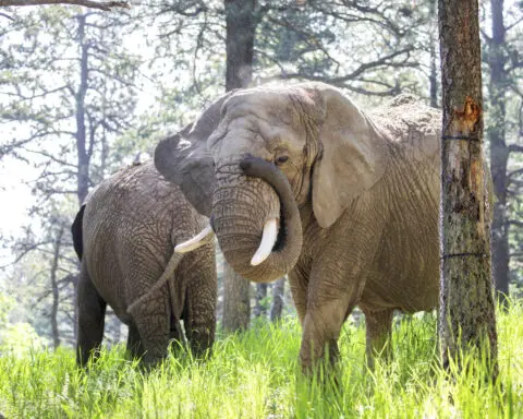 Can an elephant sue to leave a zoo? Colorado's top court must now decide