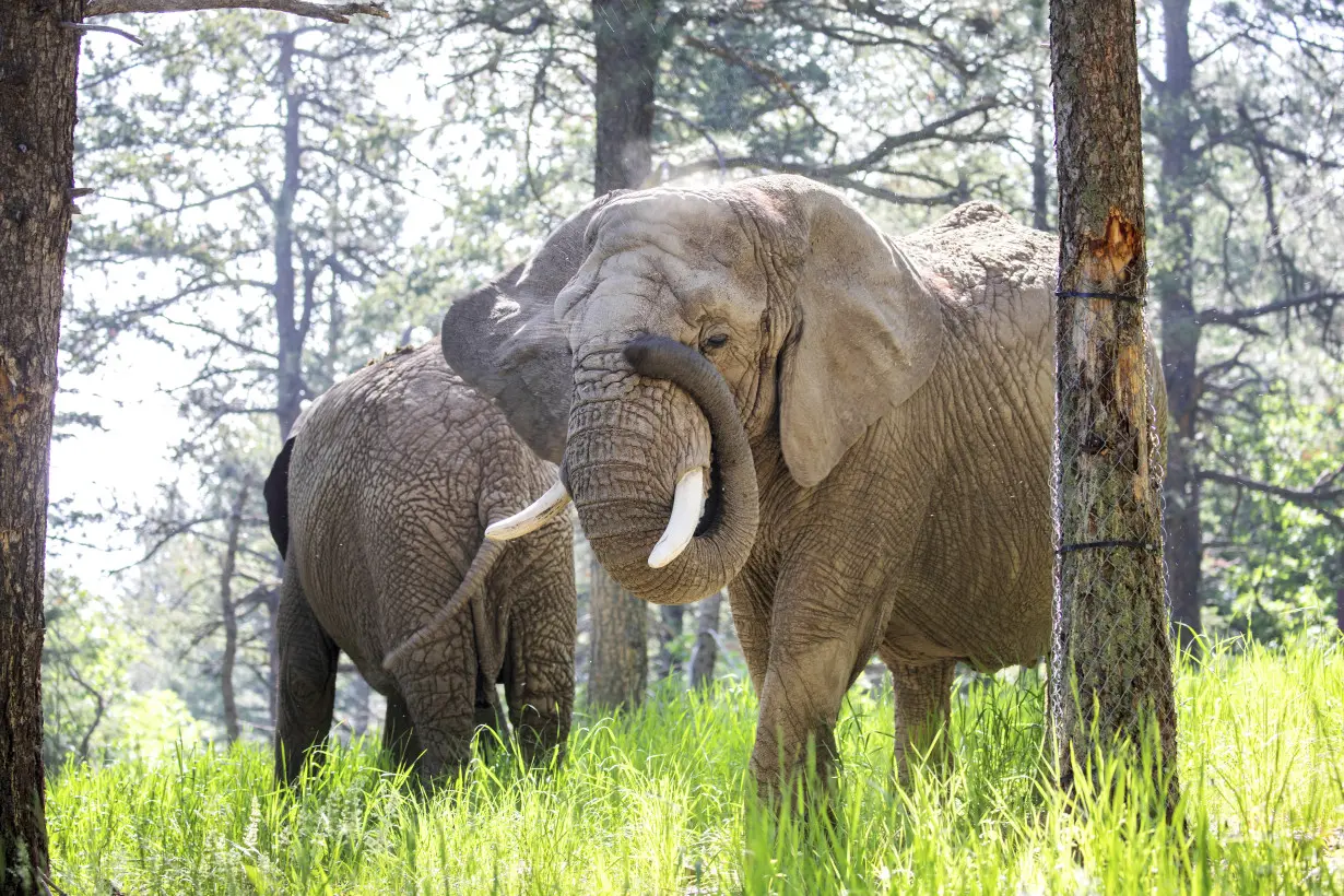 Zoo Elephant Lawsuit